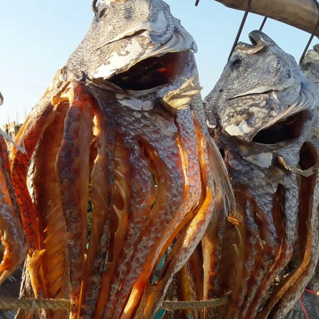 কোরাল মাছ - Image 3